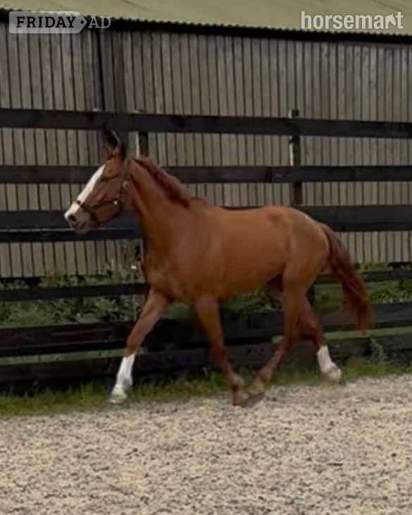 Newbury "Eddie" Chestnut Gelding Young Sport Horse