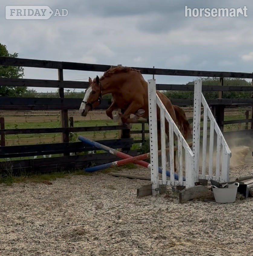 "Eddie" Chestnut Gelding Young Sport Horse - Horses in Newbury