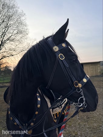 "Welford silhouette " Black Stallion Stallion