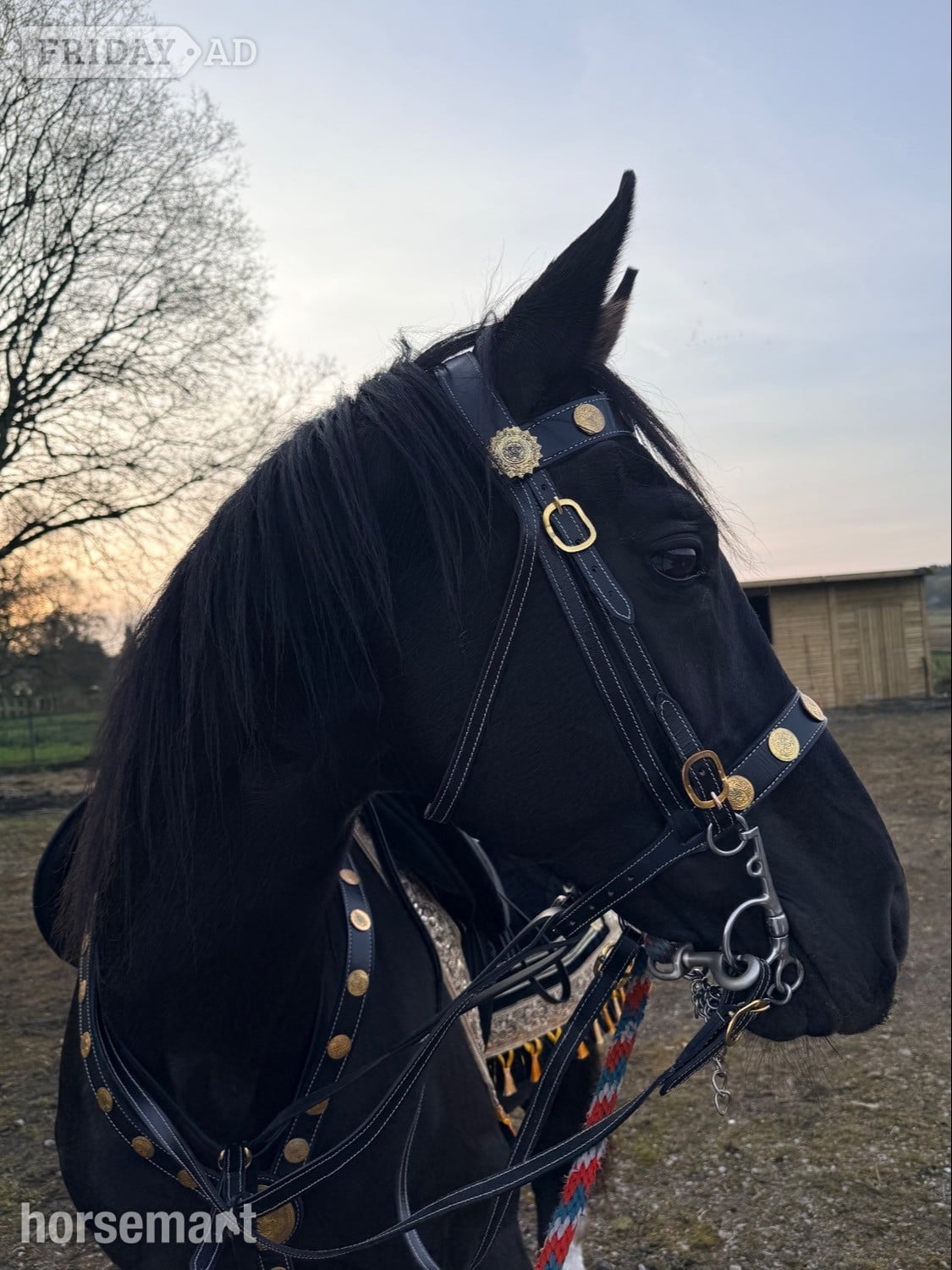 "Welford silhouette " Black Stallion Stallion in Blackburn