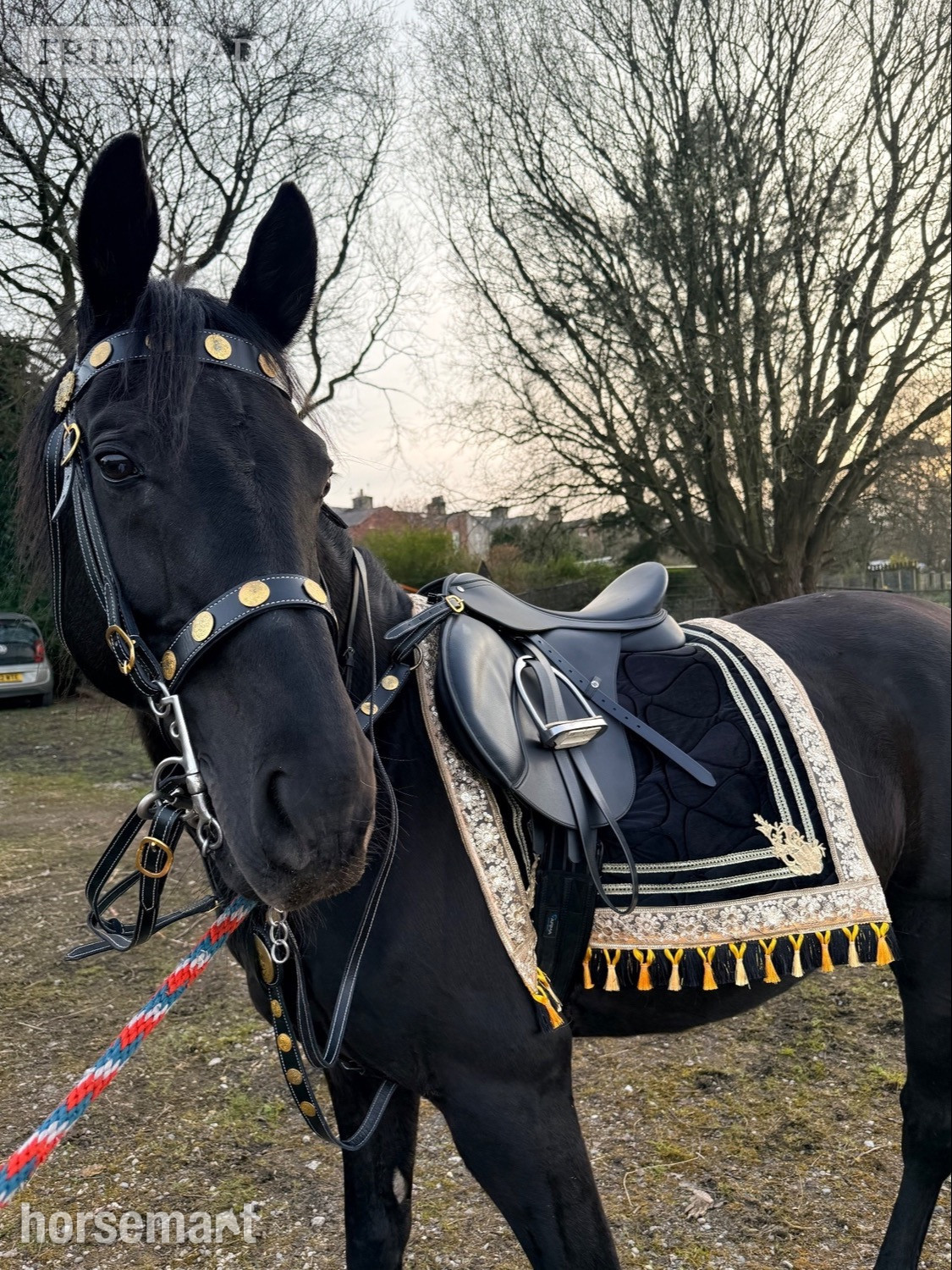 "Welford silhouette " Black Stallion Stallion