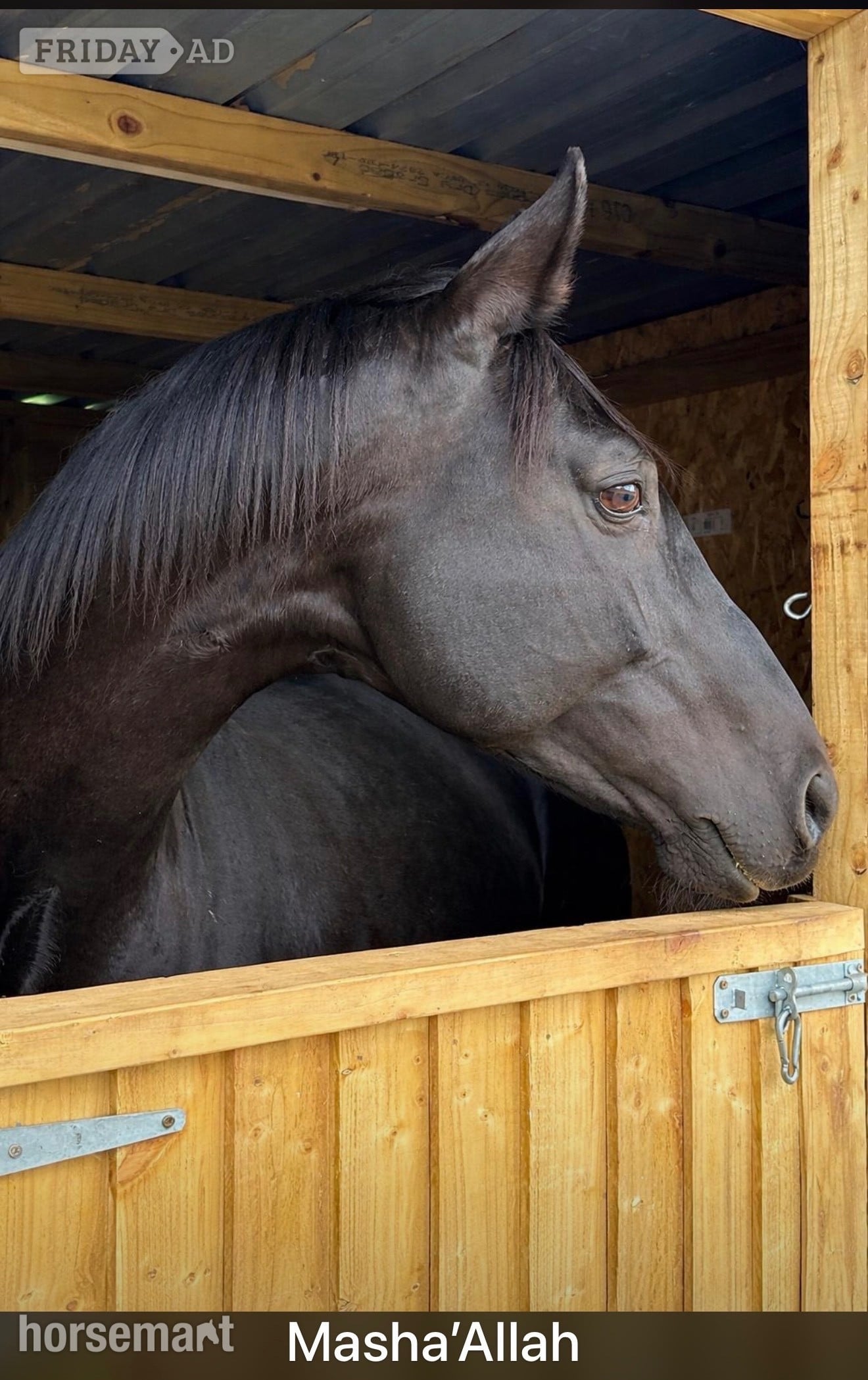 Blackburn "Welford silhouette " Black Stallion Stallion