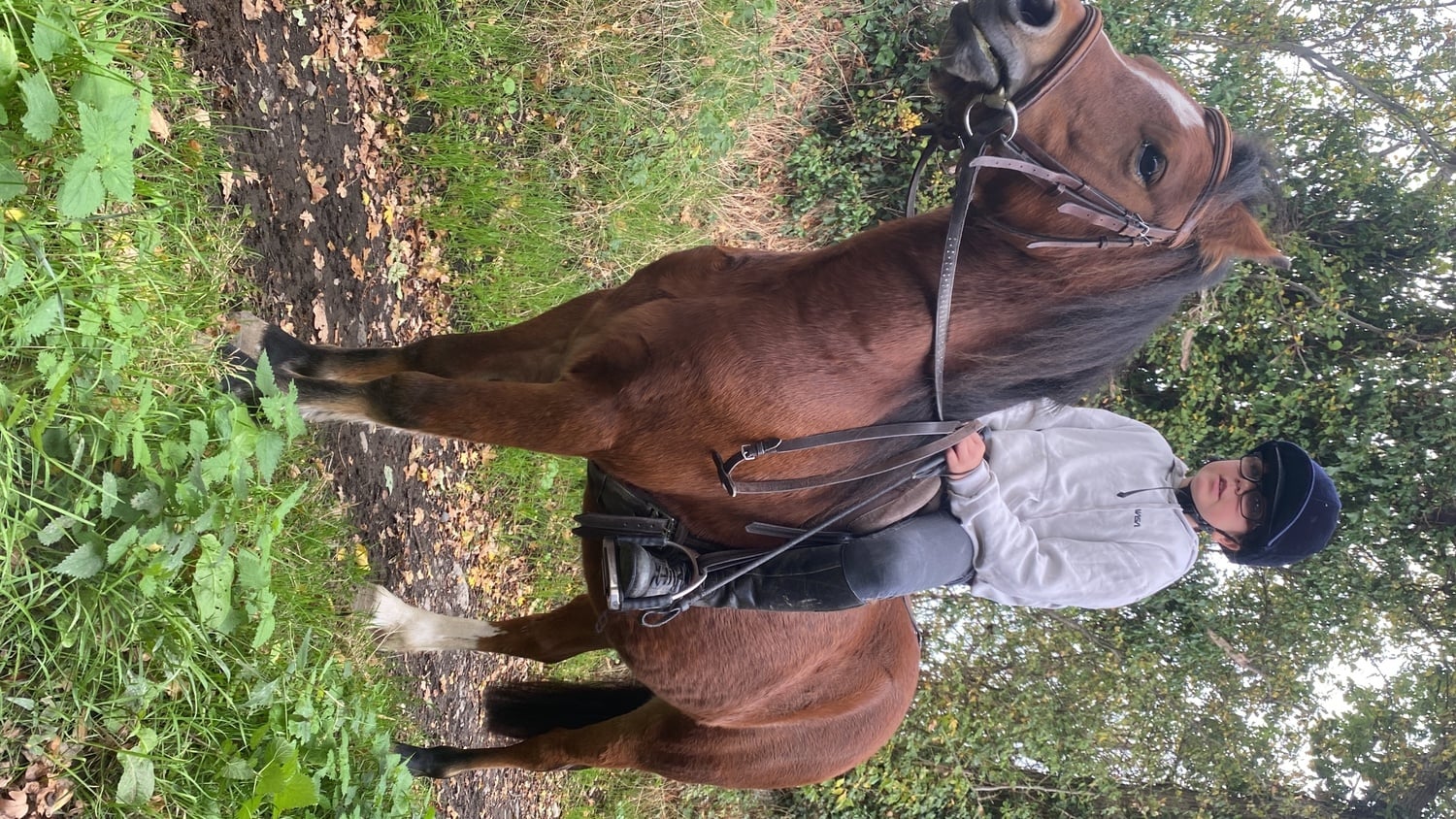 "Rusty" Bay Gelding Lead Rein/First Ridden Pony - Horses in Shrewsbury