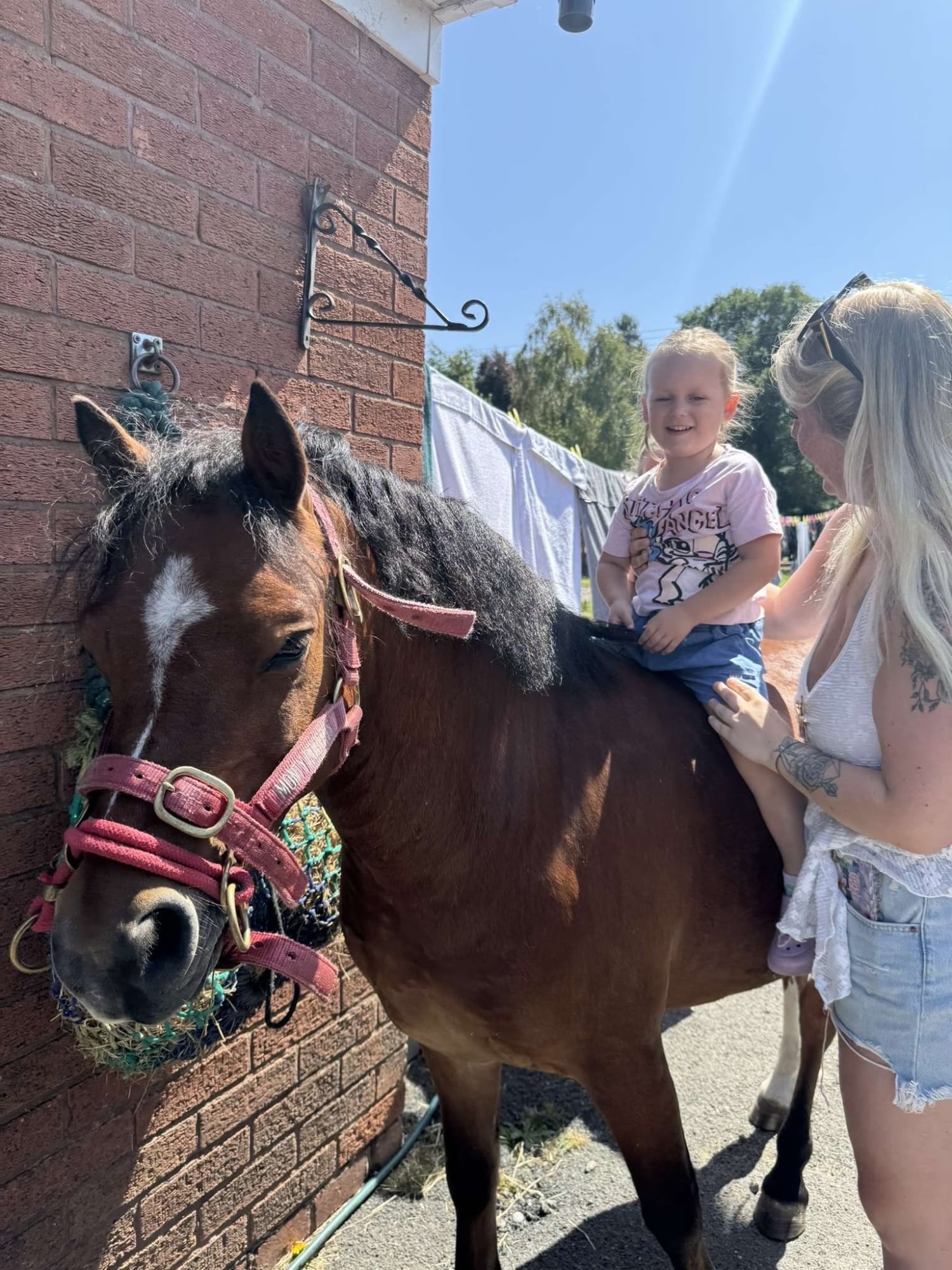 "Rusty" Bay Gelding Lead Rein/First Ridden Pony - Horses