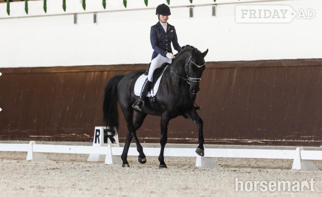 Knocknagoshel "Super " Black Gelding Dressage Horse