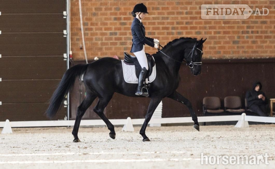 "Super " Black Gelding Dressage Horse - Horses in Knocknagoshel