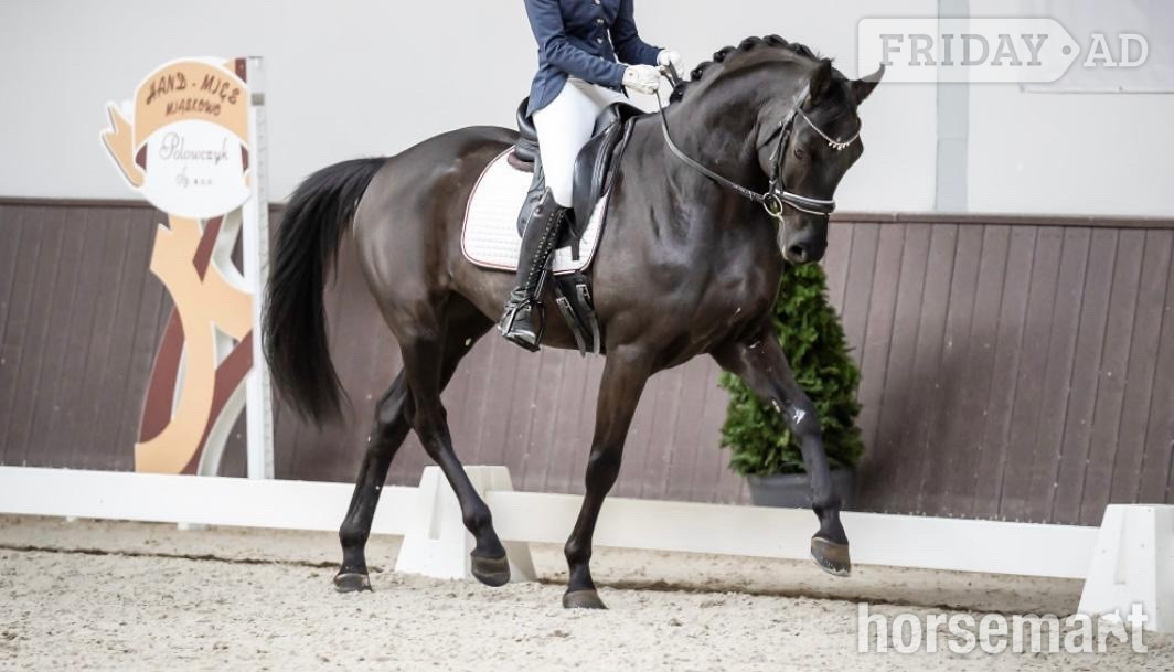 "Super " Black Gelding Dressage Horse
