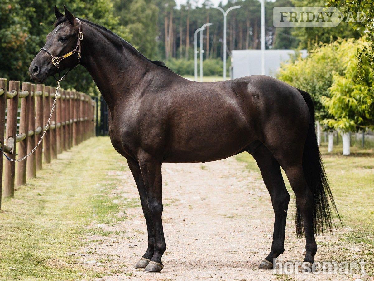"Super " Black Gelding Dressage Horse in Knocknagoshel
