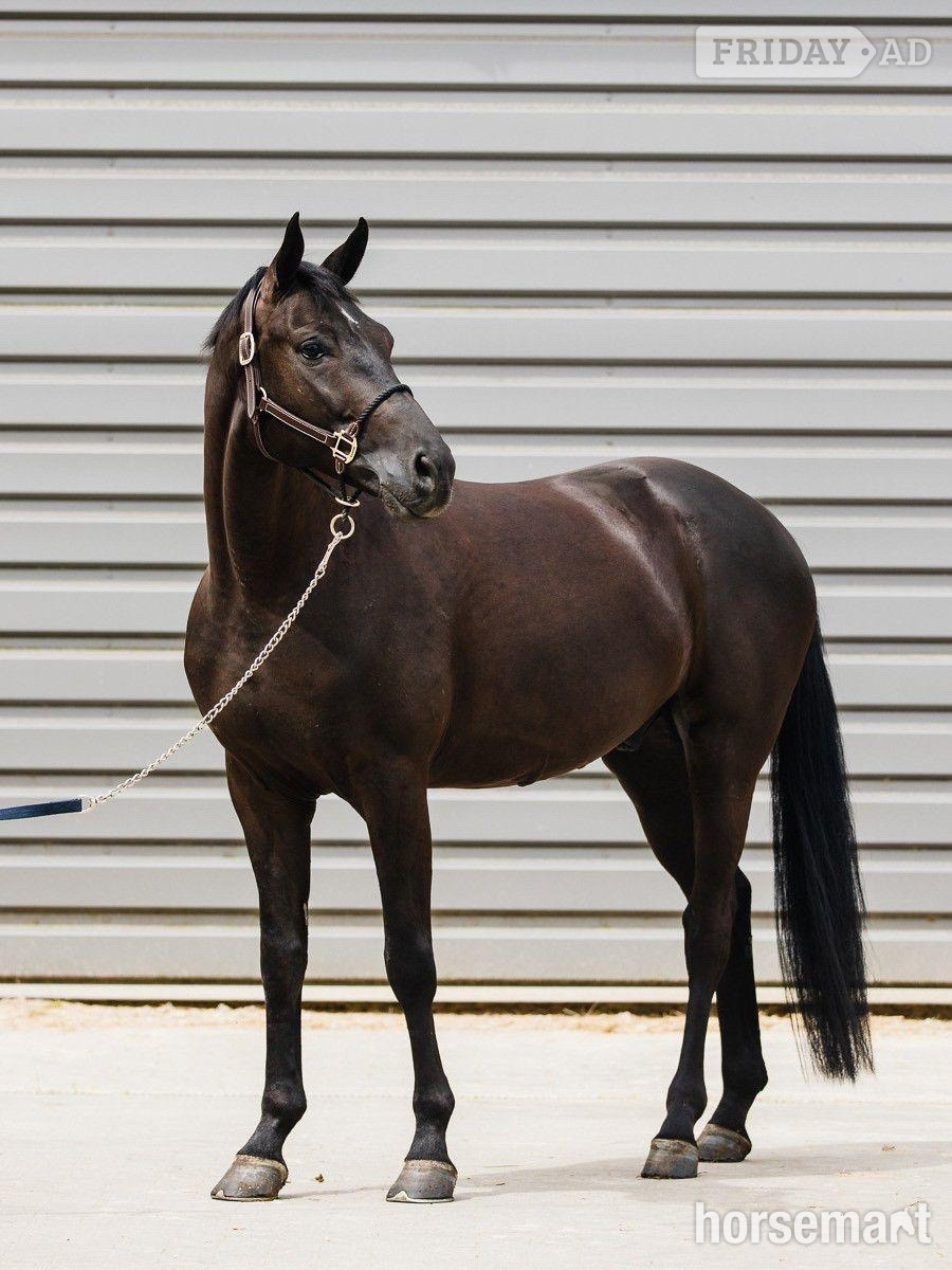 "Super " Black Gelding Dressage Horse - Horses