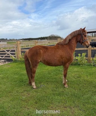 "Grange Bank Lucky Lady "  Mare Mountain & Moorland Pony
