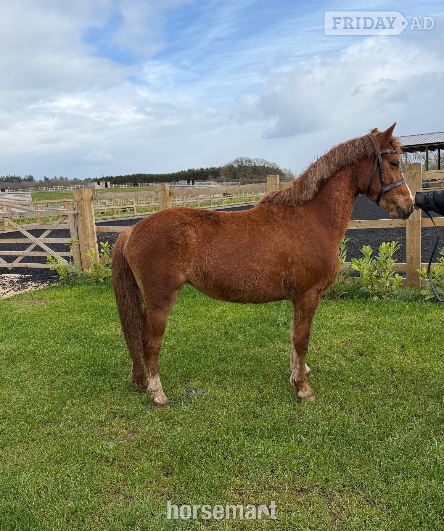 "Grange Bank Lucky Lady "  Mare Mountain & Moorland Pony in Newport