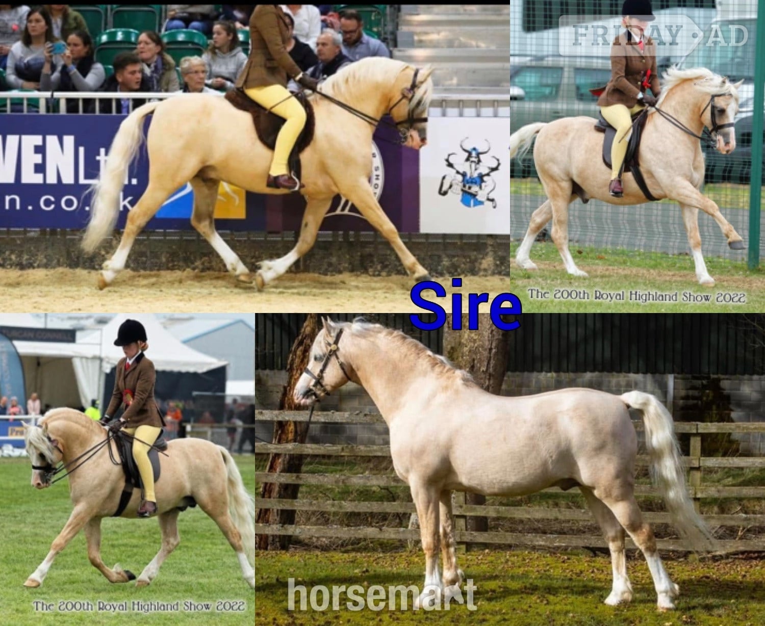 "Grange Bank Lucky Lady "  Mare Mountain & Moorland Pony
