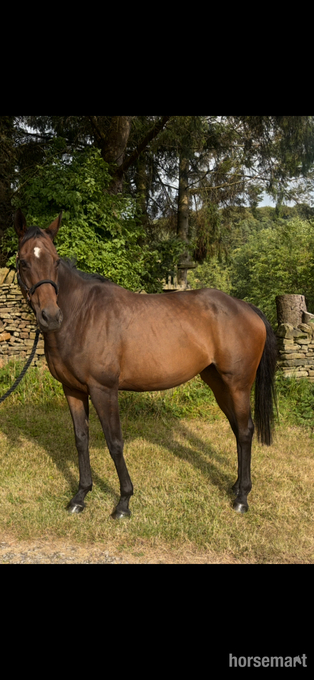 "Lady Excell" Dark Bay Mare Broodmare