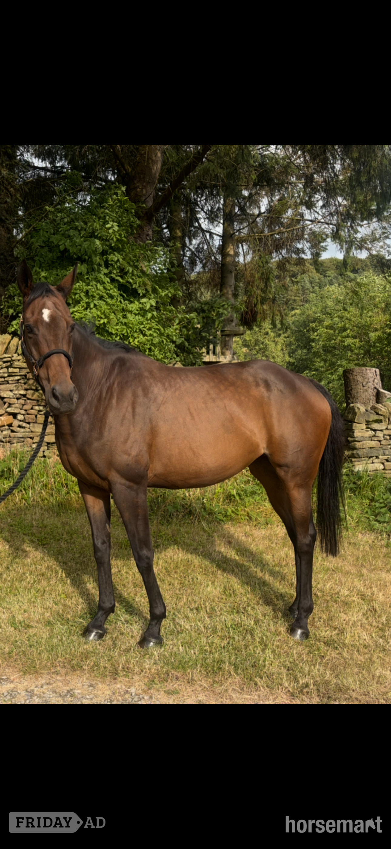 "Lady Excell" Dark Bay Mare Broodmare in Chapel-en-le-Frith