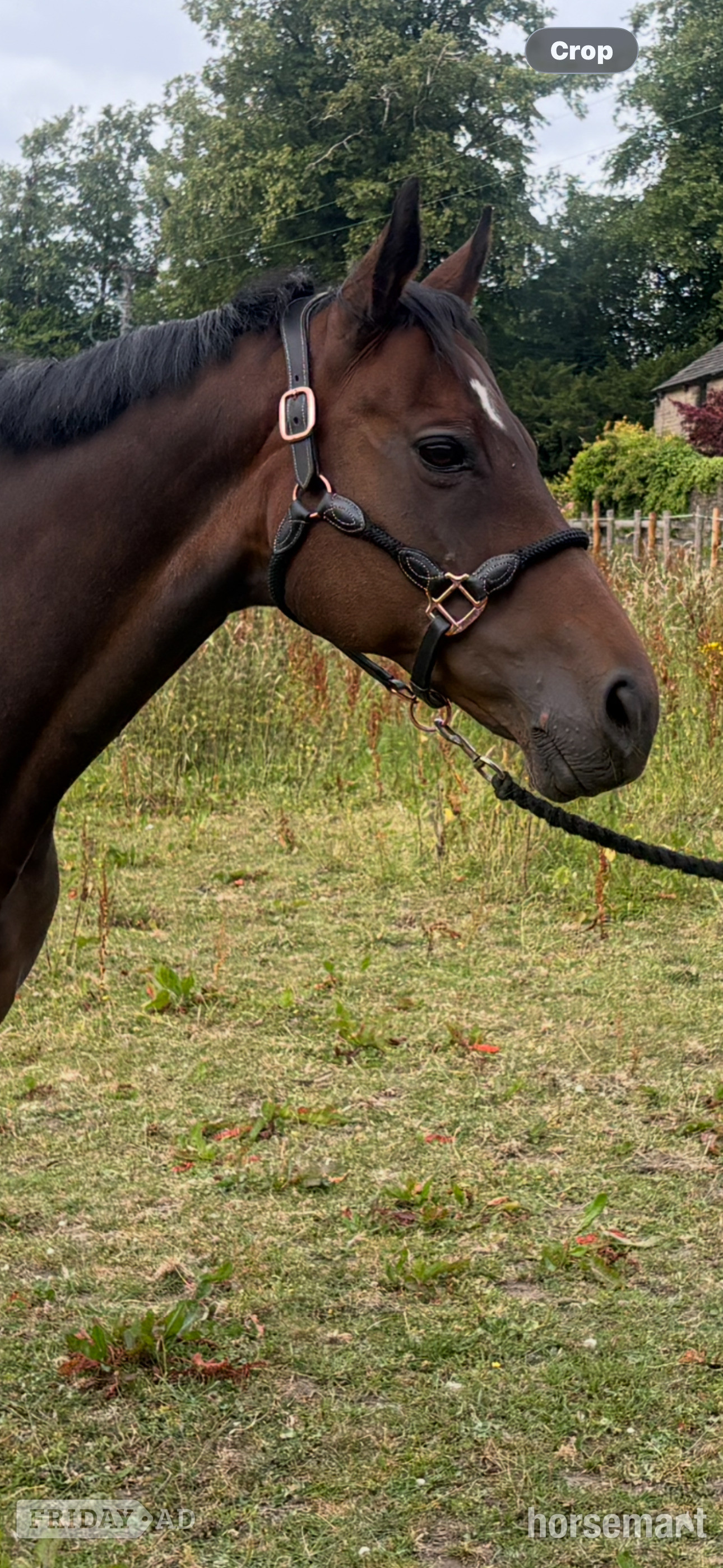 "Lady Excell" Dark Bay Mare Broodmare