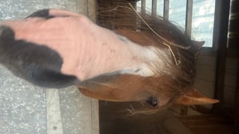 "Nyefield Moonraker (Simba)" Chestnut Gelding Project Horse