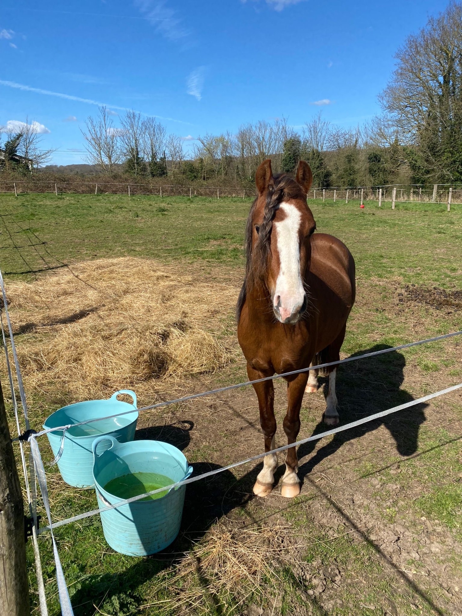 "Nyefield Moonraker (Simba)" Chestnut Gelding Project Horse