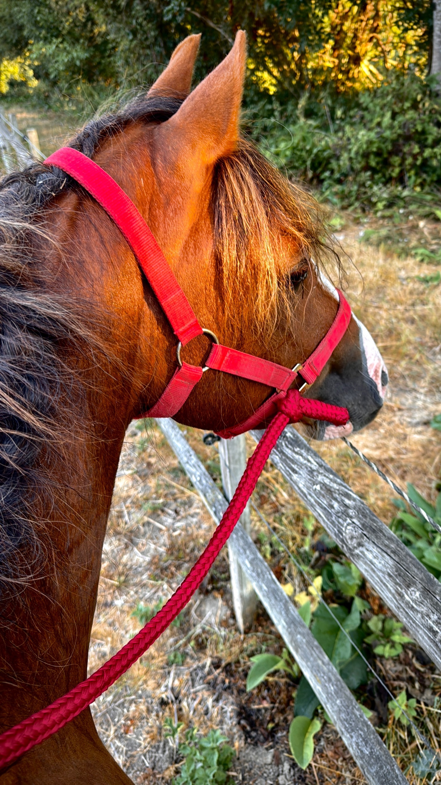 Maidstone "Nyefield Moonraker (Simba)" Chestnut Gelding Project Horse