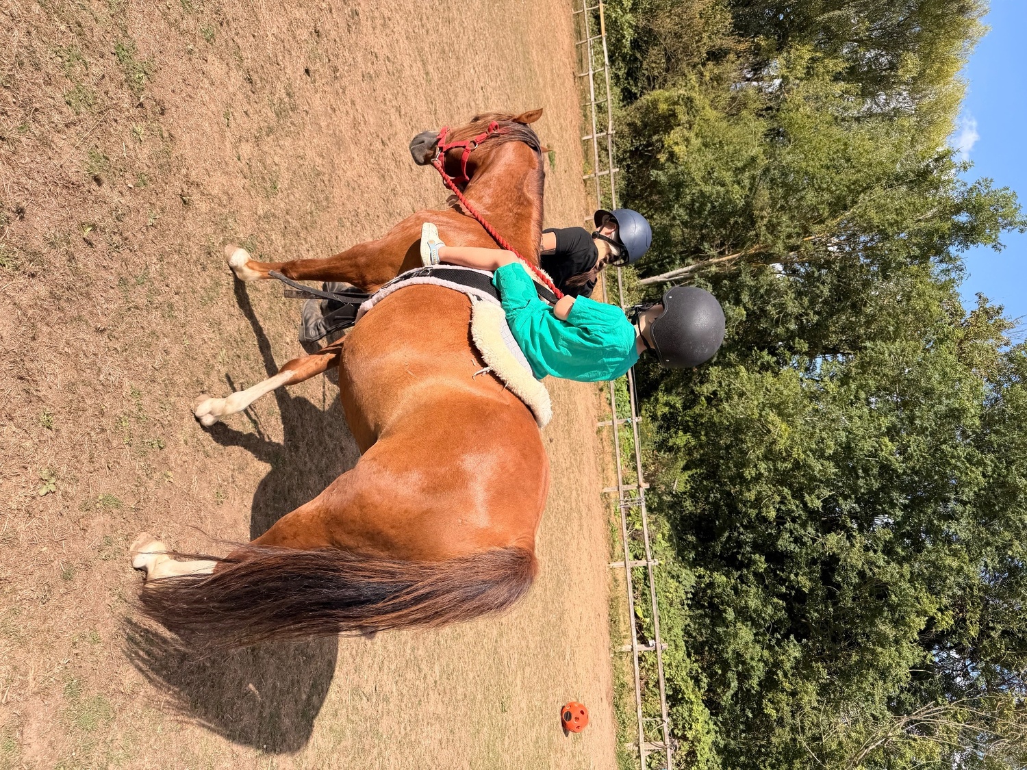 "Nyefield Moonraker (Simba)" Chestnut Gelding Project Horse - Horses in Maidstone