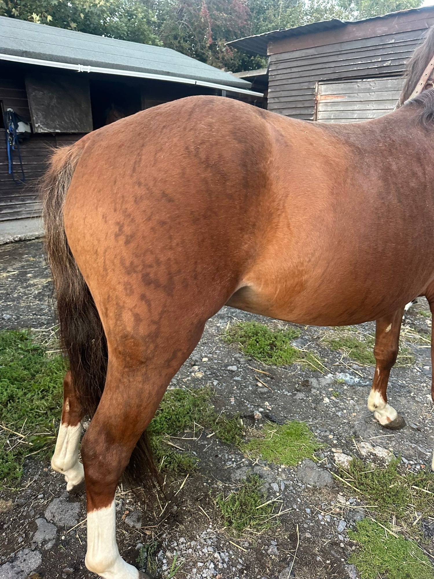 "Nyefield Moonraker (Simba)" Chestnut Gelding Project Horse - Horses