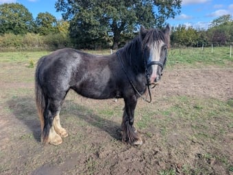 "Charlie Buttons" Blue Roan Mare All Rounder