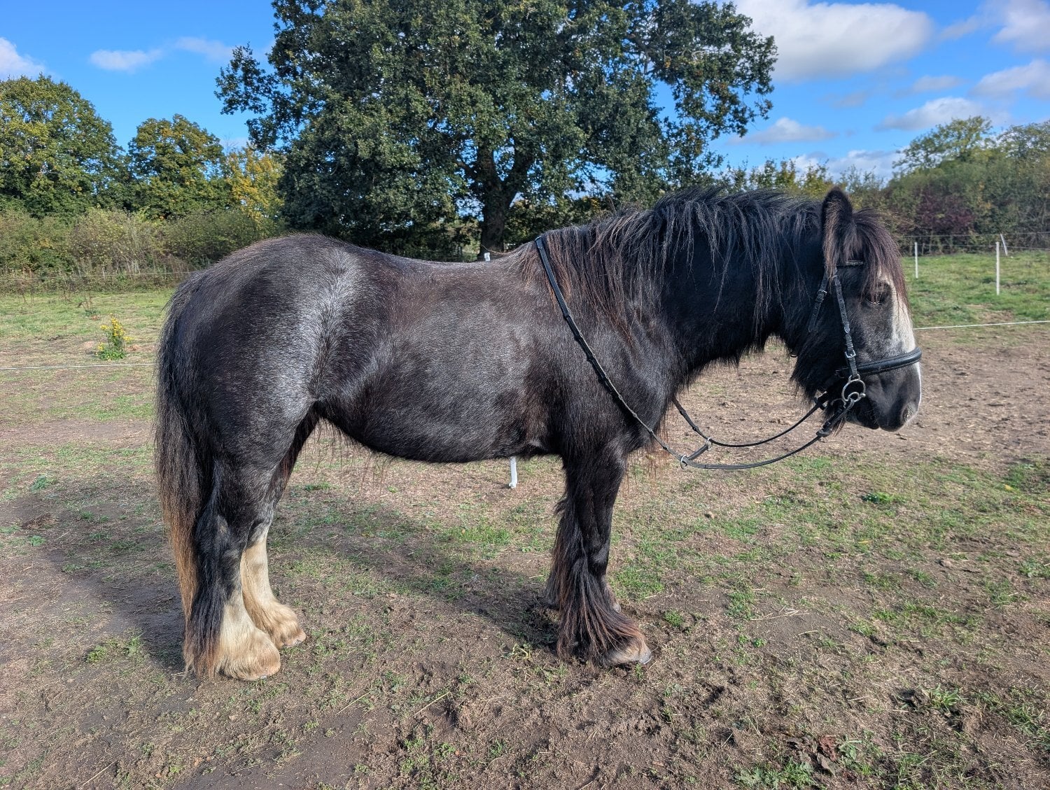 "Charlie Buttons" Blue Roan Mare All Rounder