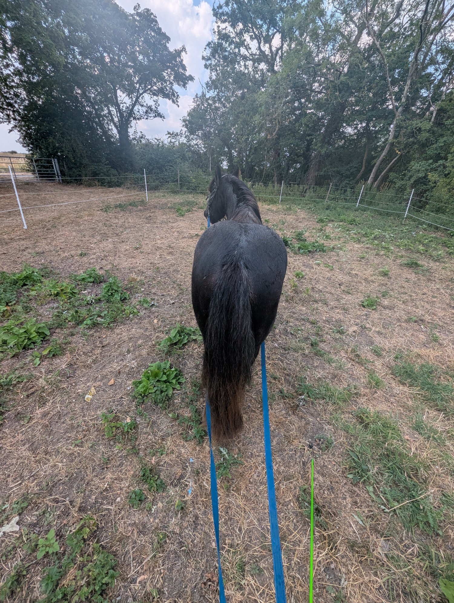 Fakenham "Charlie Buttons" Blue Roan Mare All Rounder