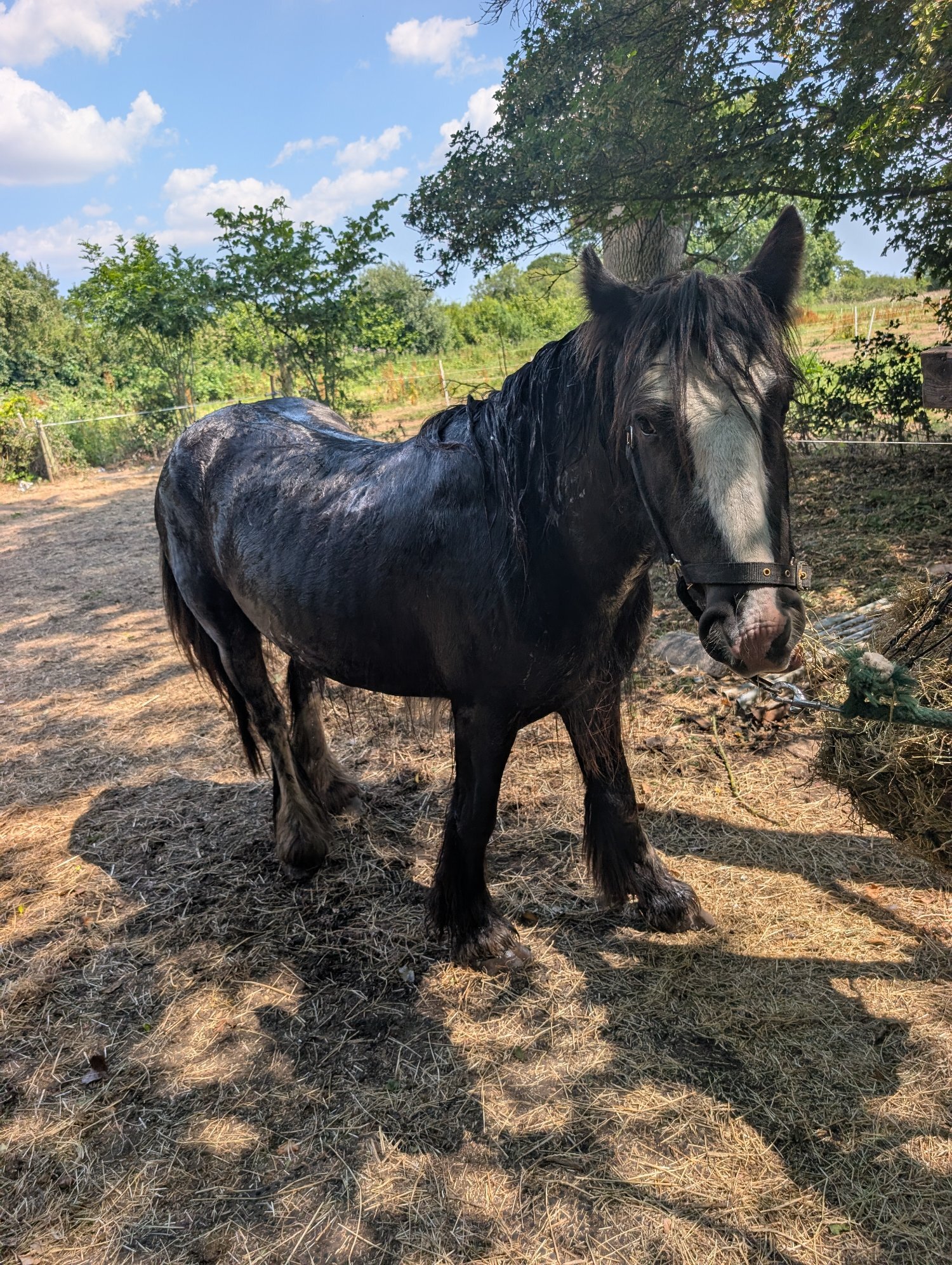"Charlie Buttons" Blue Roan Mare All Rounder - Horses in Fakenham