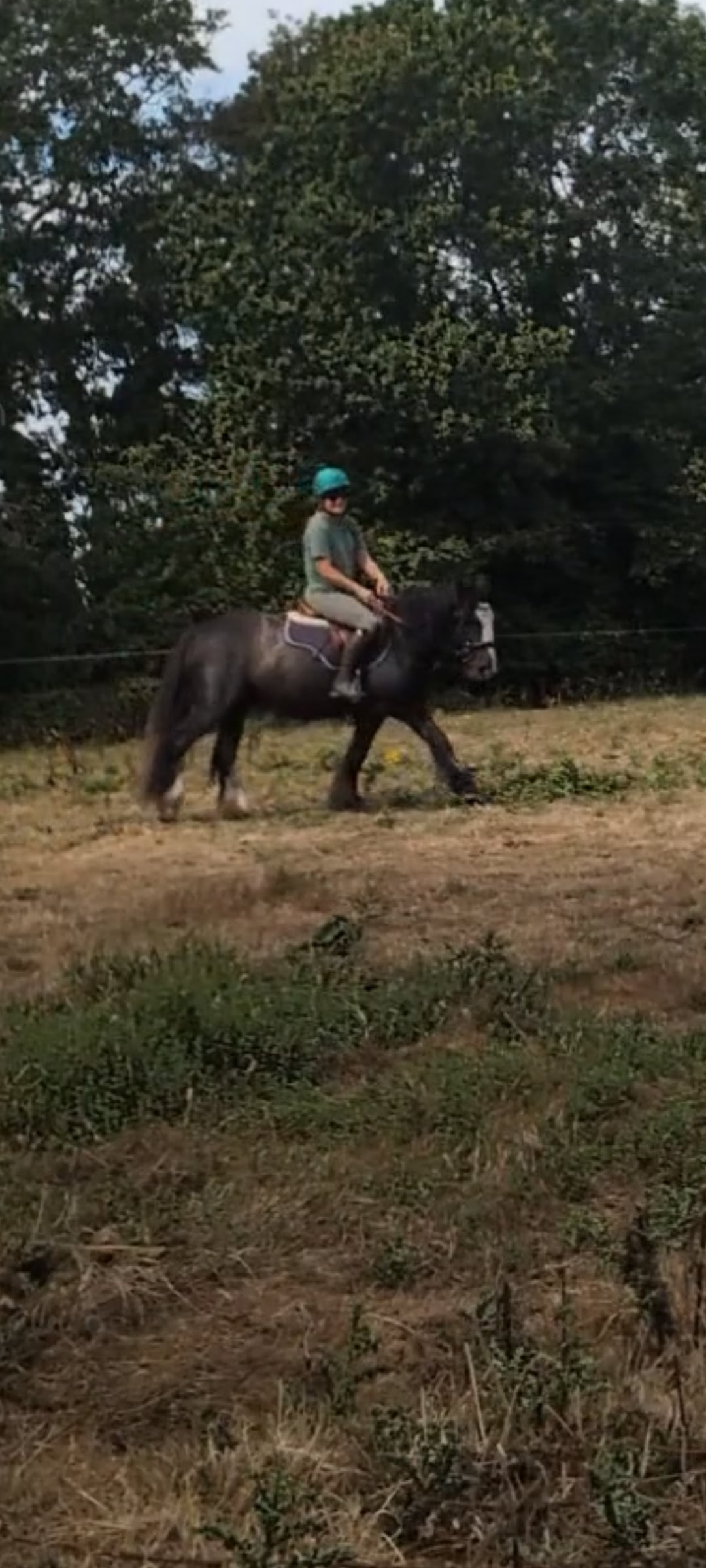 "Charlie Buttons" Blue Roan Mare All Rounder - Horses