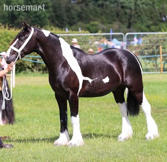 "Benny" Piebald Gelding Coloured