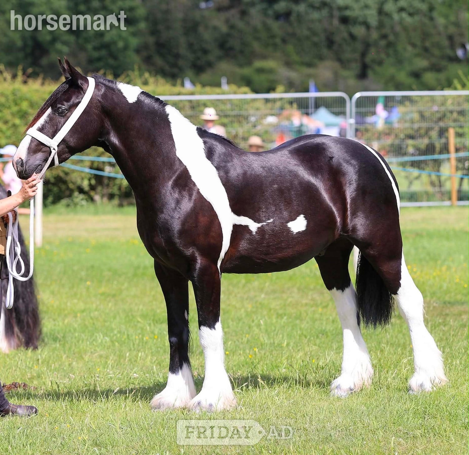 "Benny" Piebald Gelding Coloured in Melton Mowbray