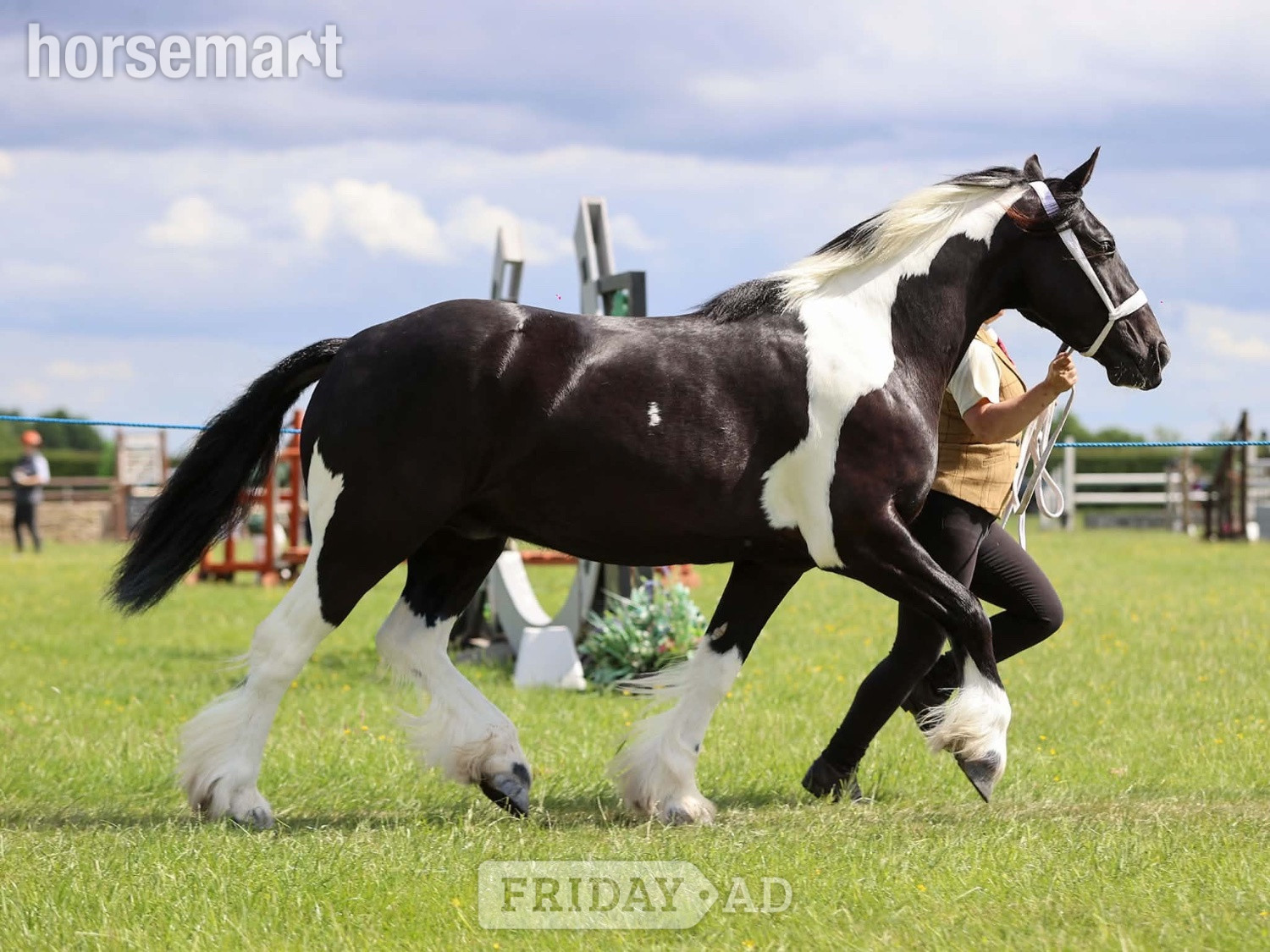 "Benny" Piebald Gelding Coloured