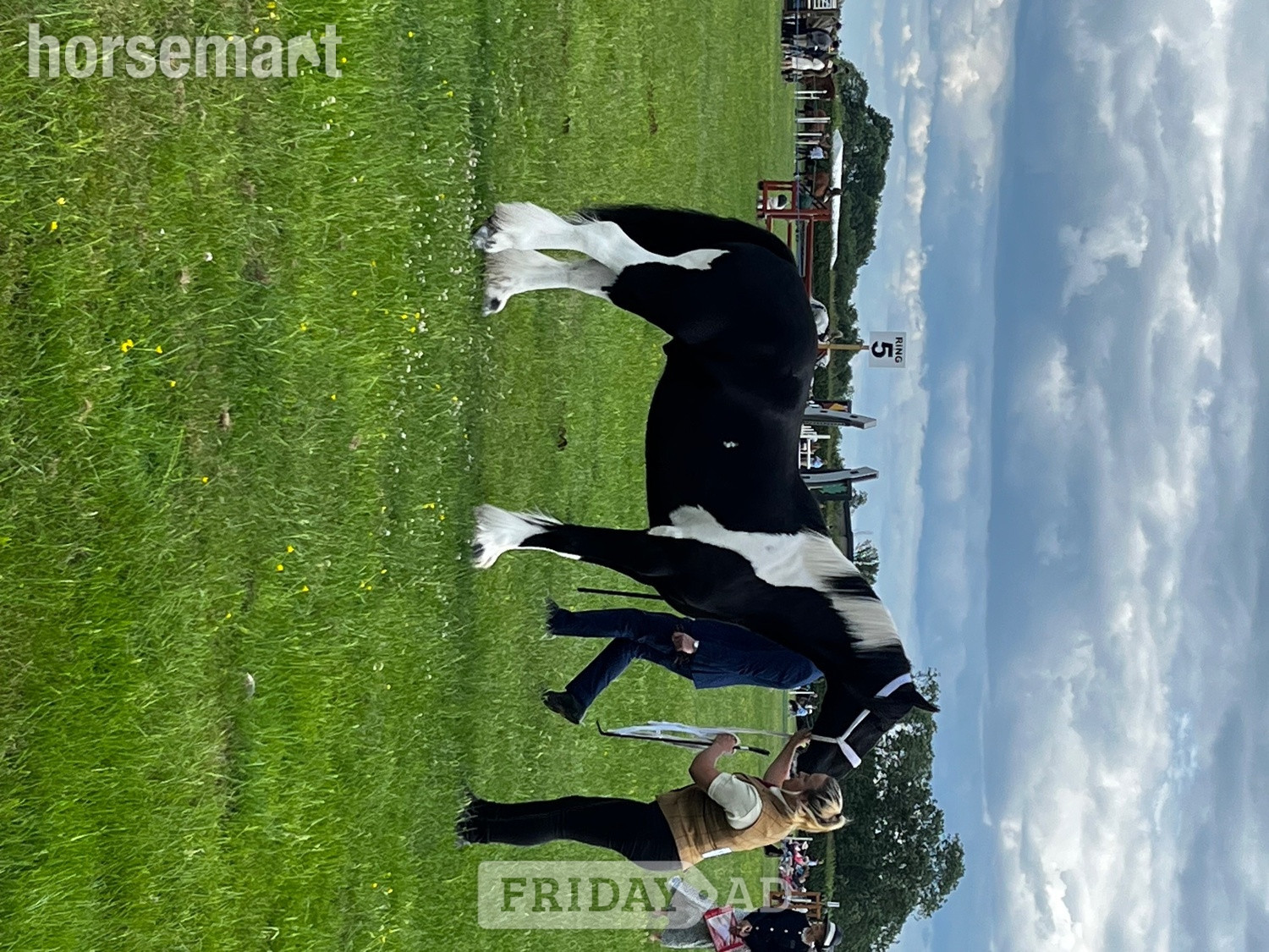 Melton Mowbray "Benny" Piebald Gelding Coloured