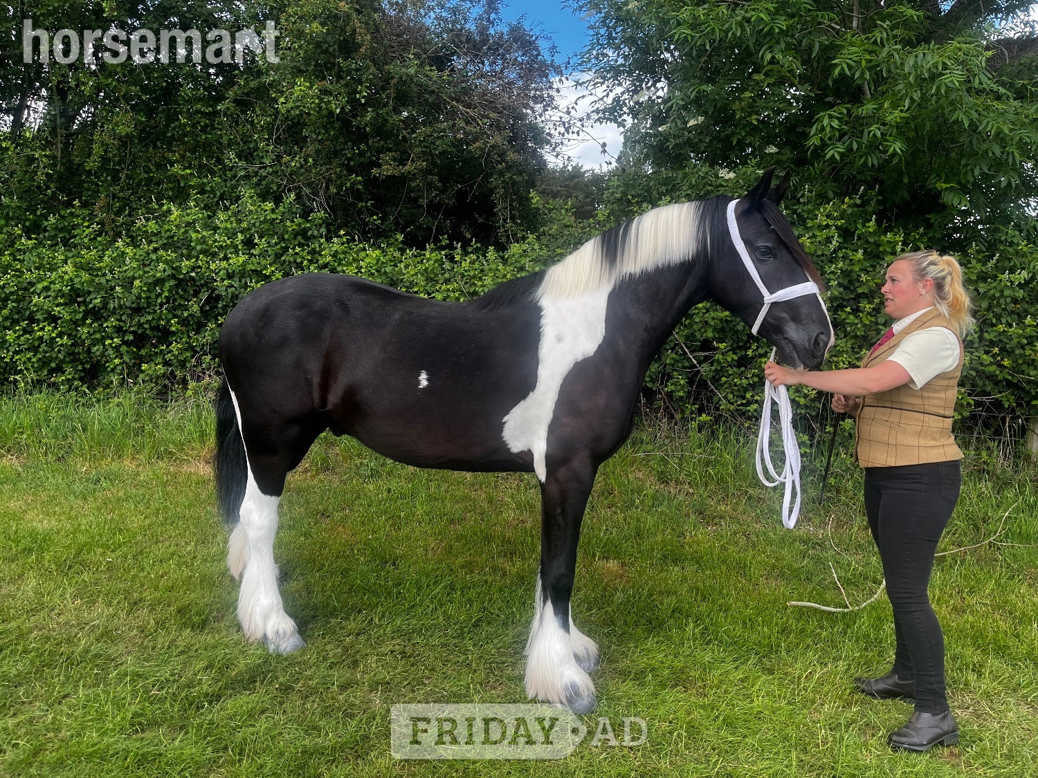 "Benny" Piebald Gelding Coloured -  in Melton Mowbray