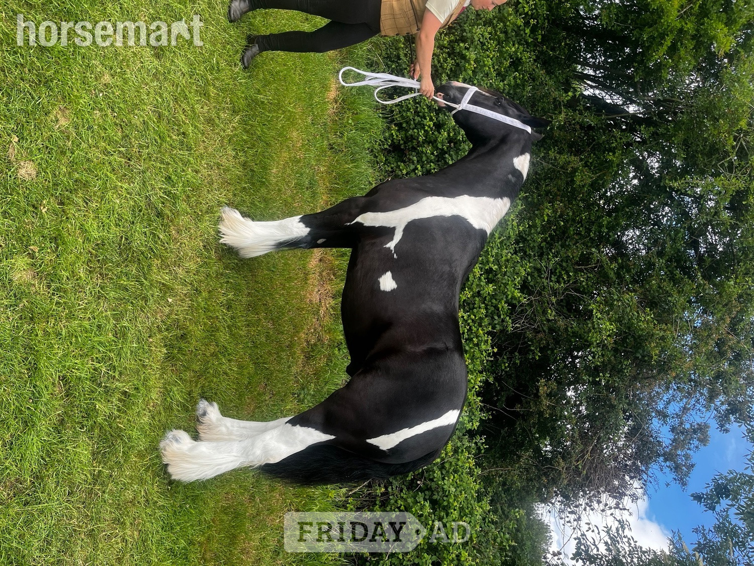 "Benny" Piebald Gelding Coloured - 