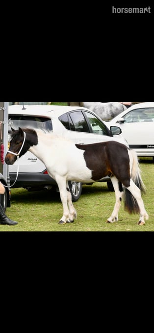 "Mowgli" Skewbald Gelding Youngstock / Foal
