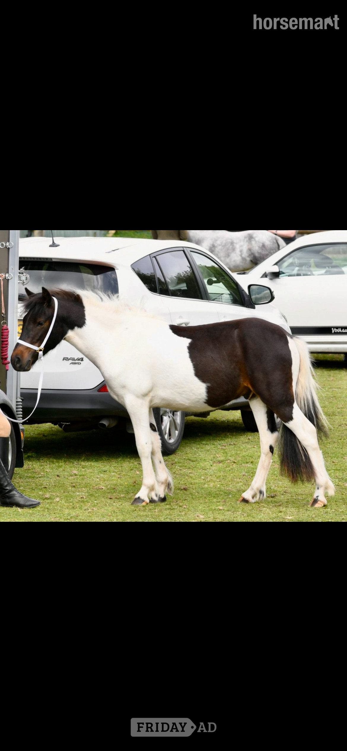 "Mowgli" Skewbald Gelding Youngstock / Foal in Blakedown