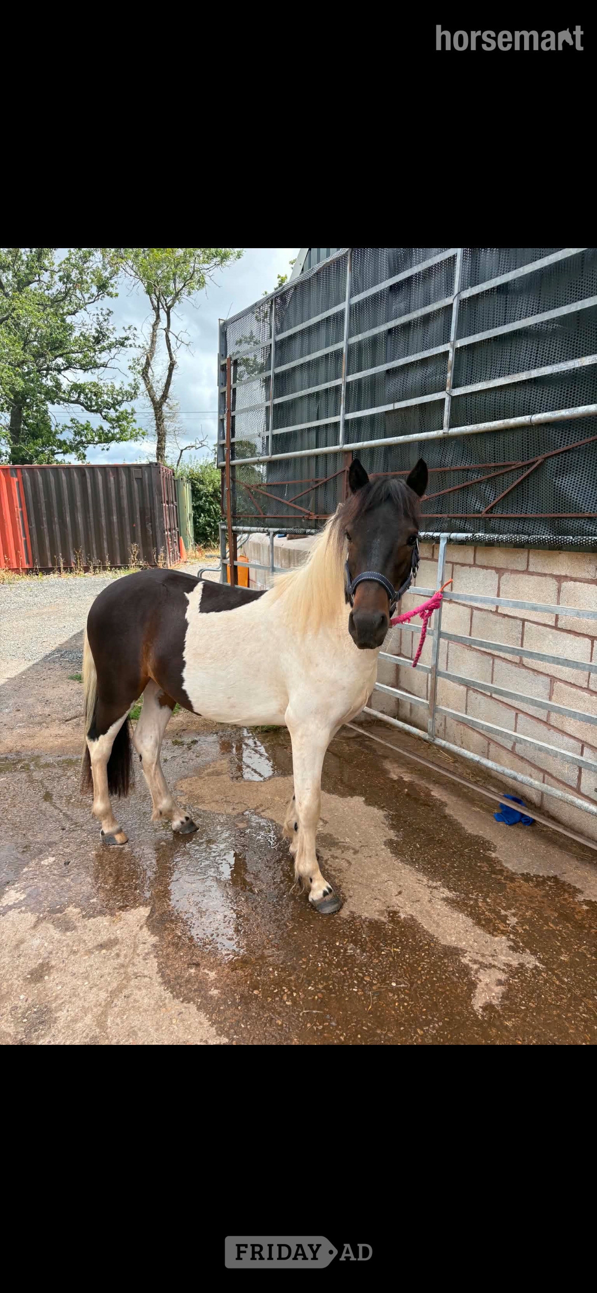 "Mowgli" Skewbald Gelding Youngstock / Foal