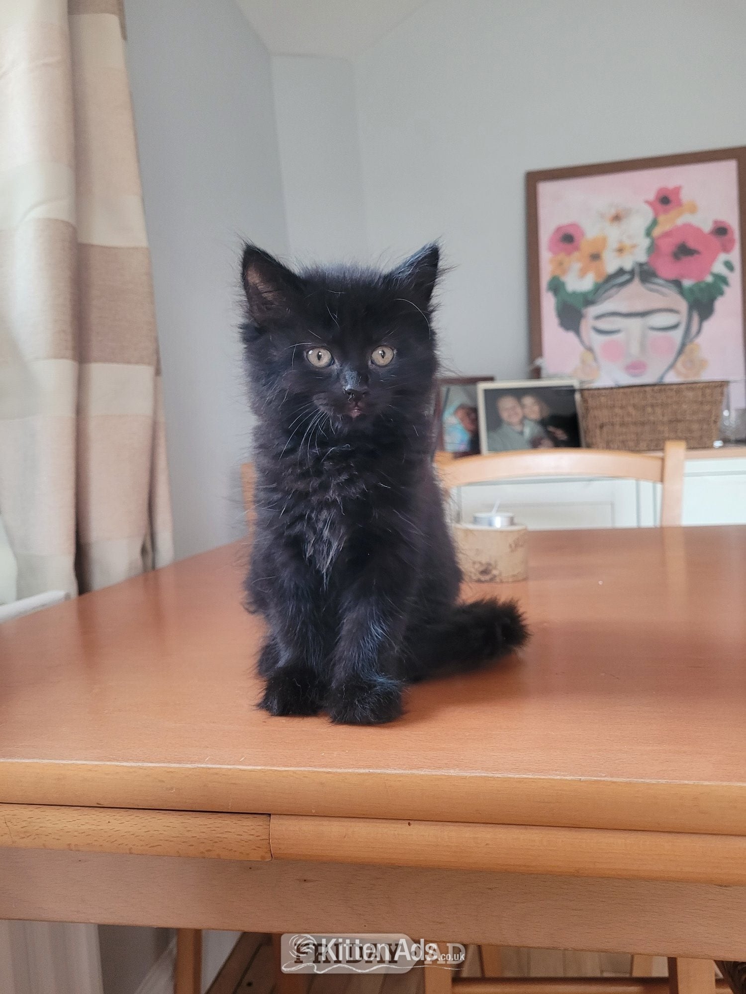 Kitten for sale  in Witney