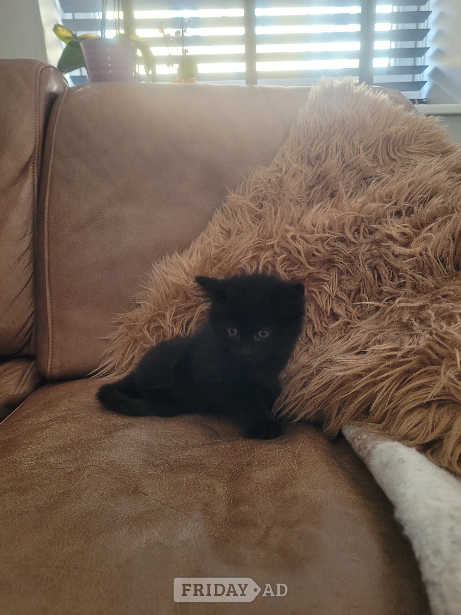 Kitten for sale 