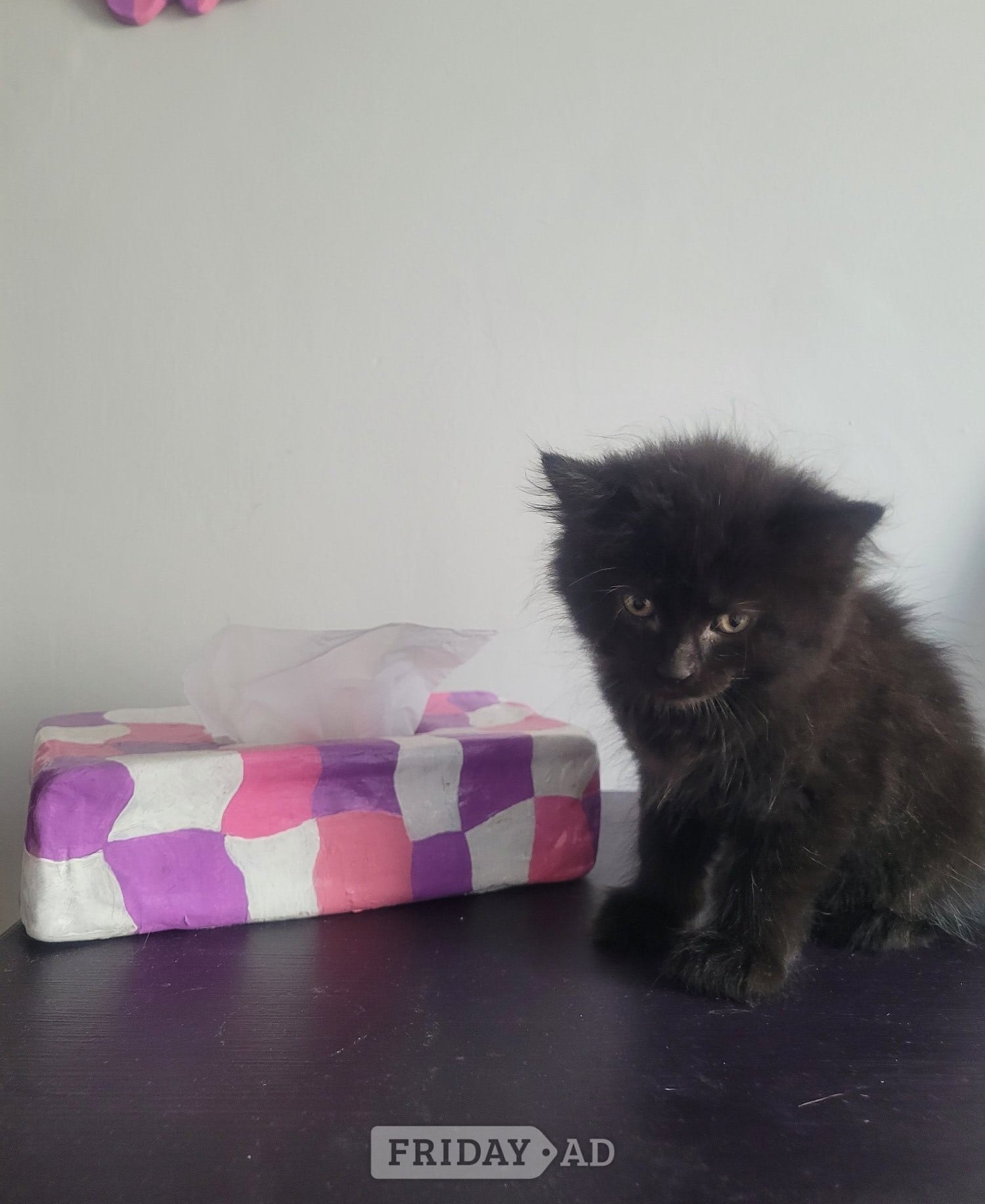 Witney Kitten for sale 