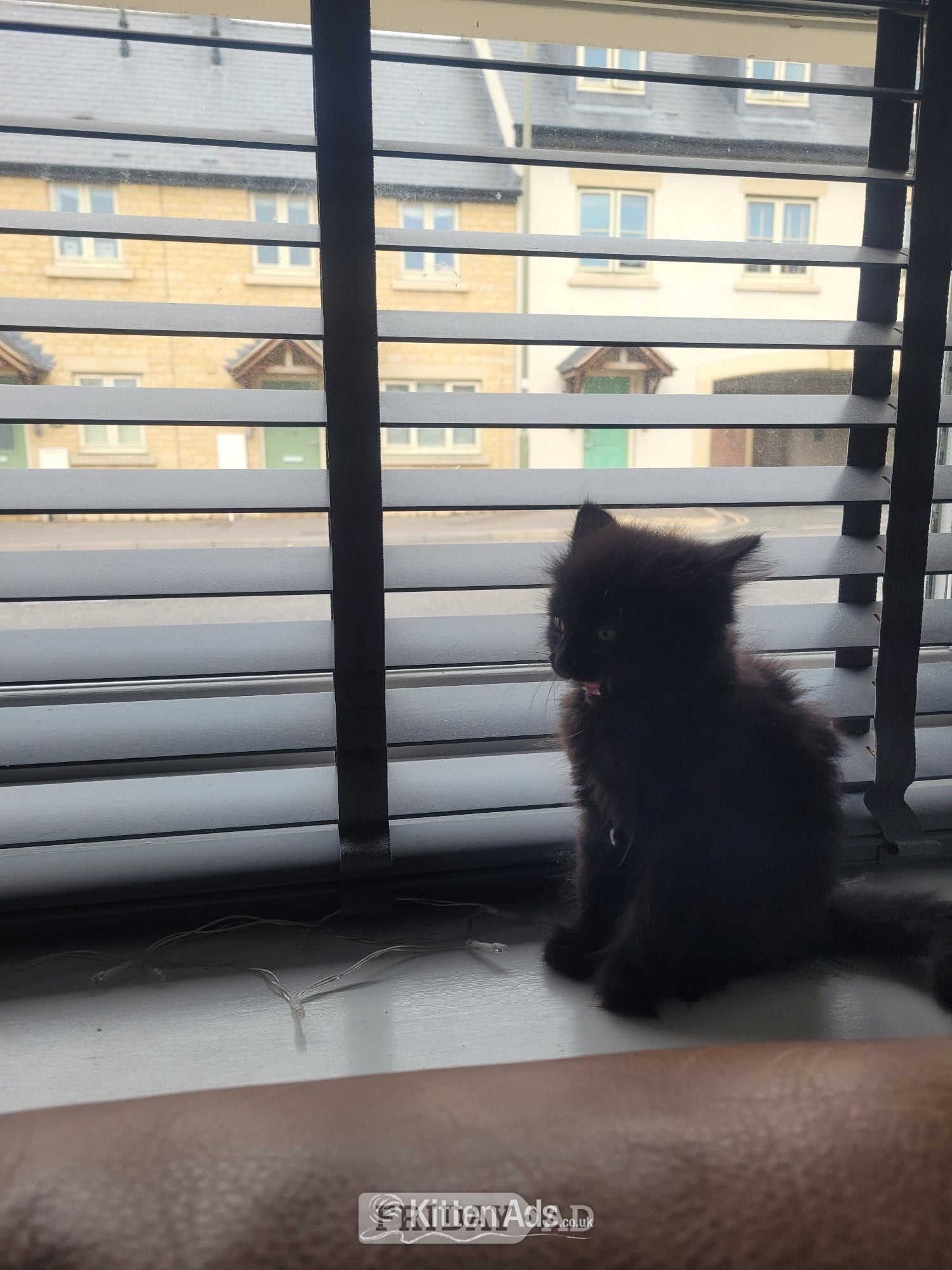 Kitten for sale  - Cats & Kittens in Witney