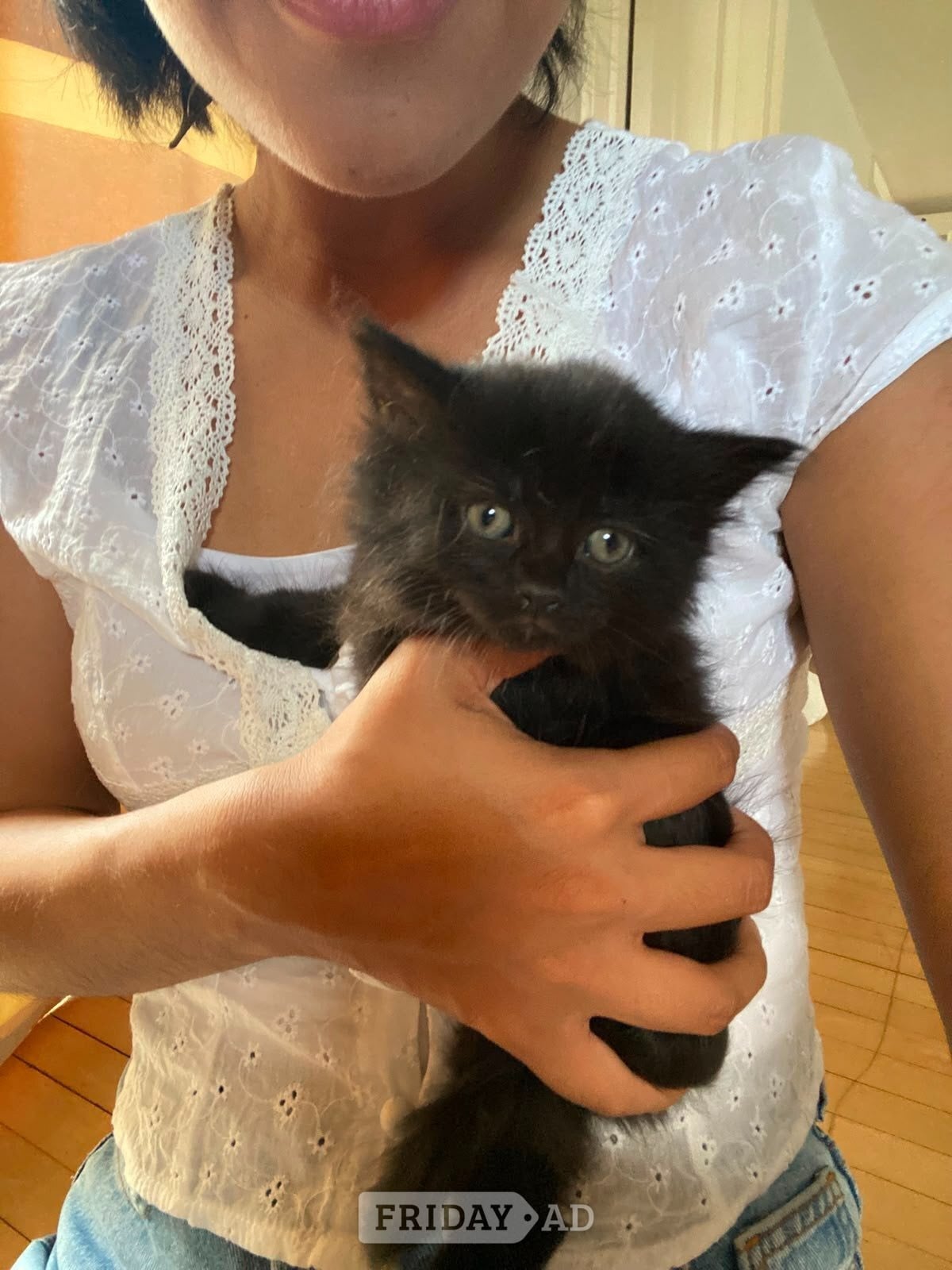 Kitten for sale  - Cats & Kittens