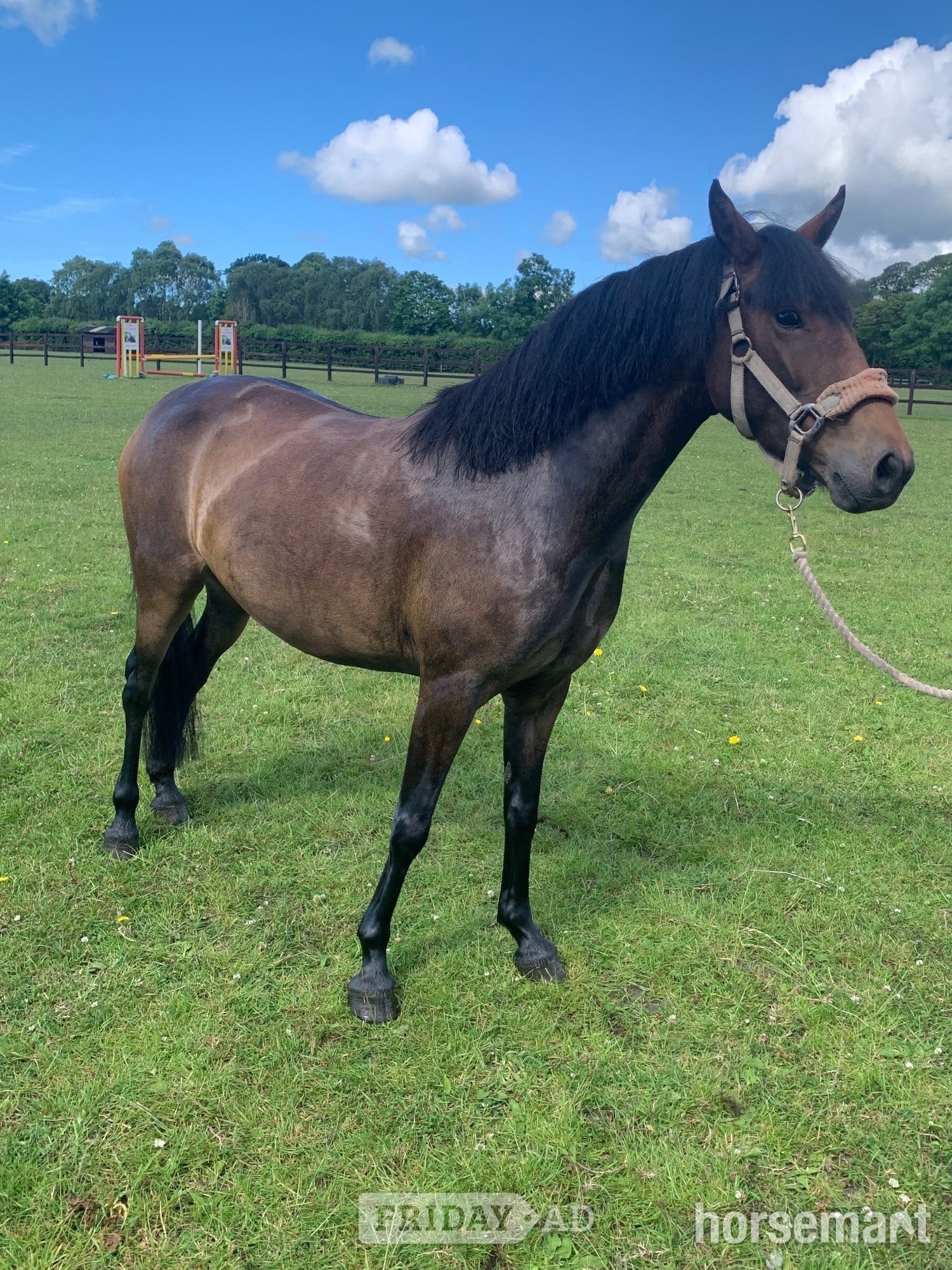 "Elsa" Dark Bay Mare All Rounder in Durham
