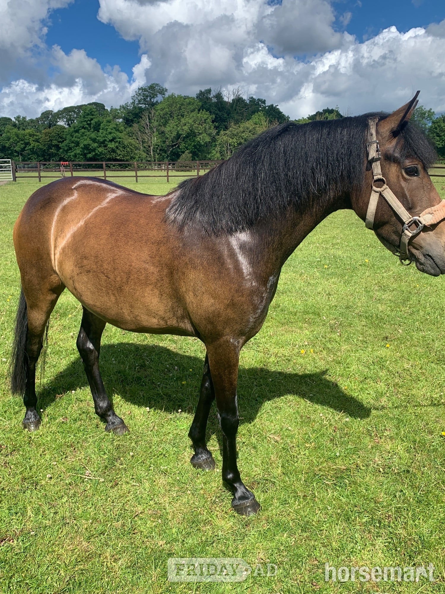 "Elsa" Dark Bay Mare All Rounder