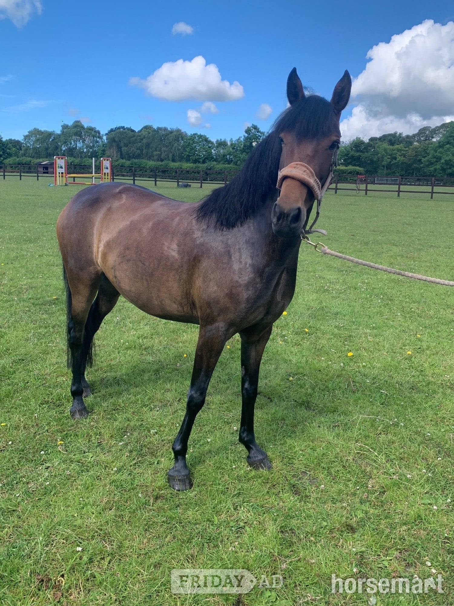 Durham "Elsa" Dark Bay Mare All Rounder