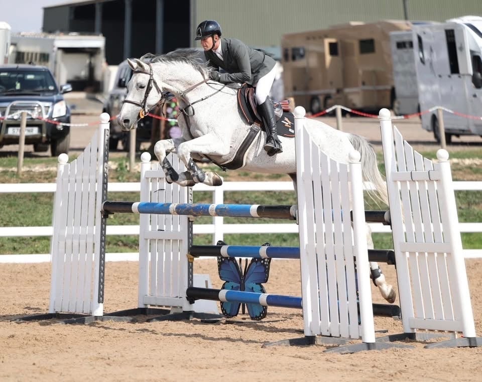"Coby" Grey Gelding Show Jumper