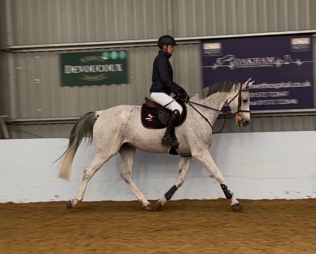 "Coby" Grey Gelding Show Jumper - Horses in Retford