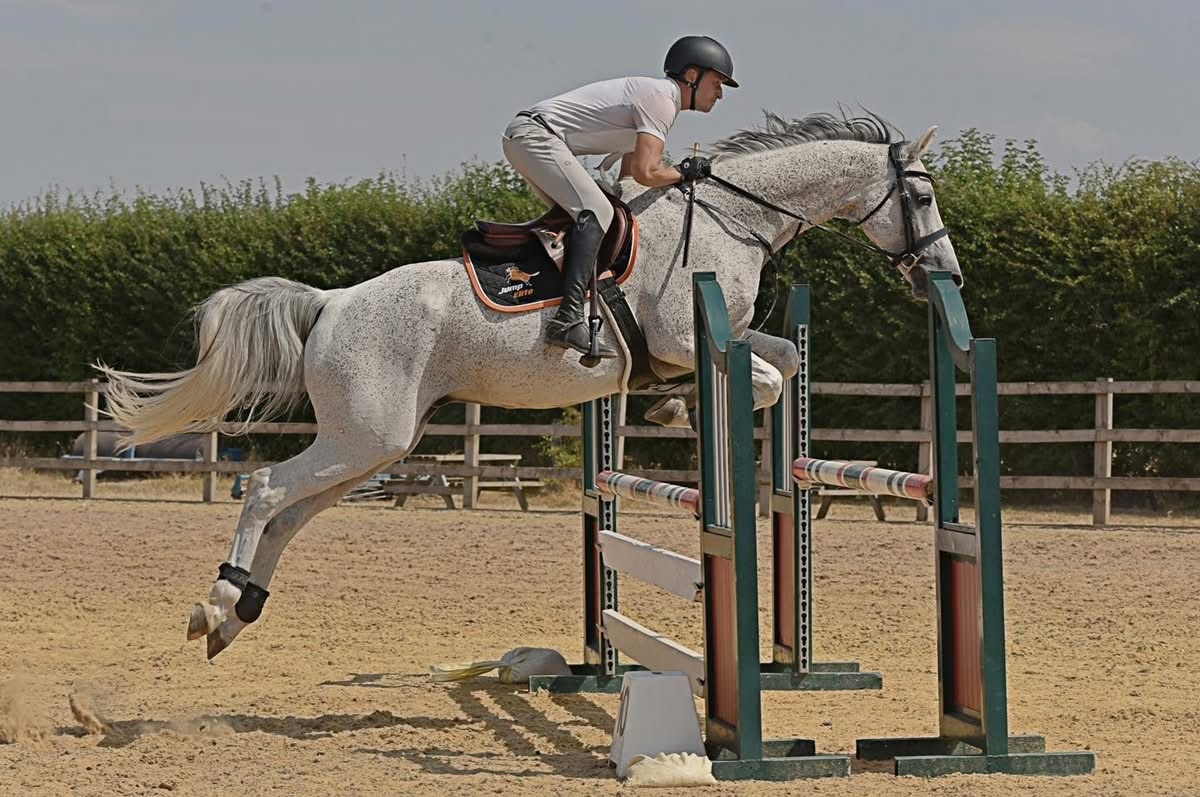 "Coby" Grey Gelding Show Jumper - Horses