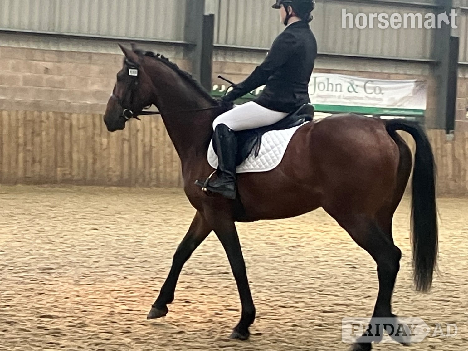 "Sharpley flight " Bay Mare All Rounder in Lampeter